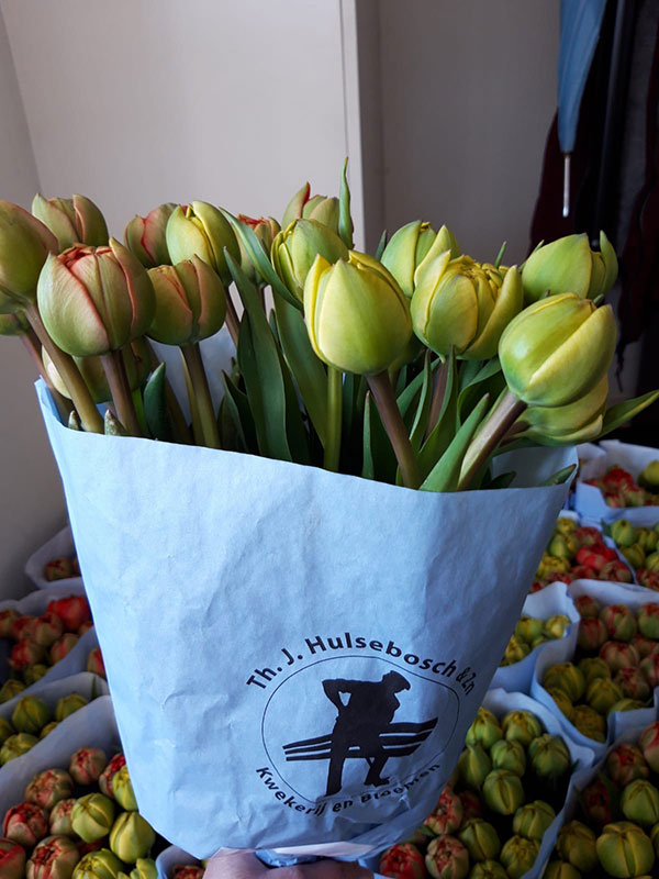 Draka tulpen